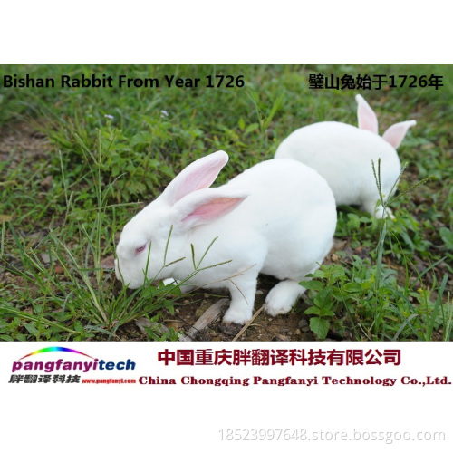 Natural  Healthy  Self-breeded  Mountain Rabbit